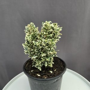 Euonymus japonicus ‘Microphyllus Albovariegatus’