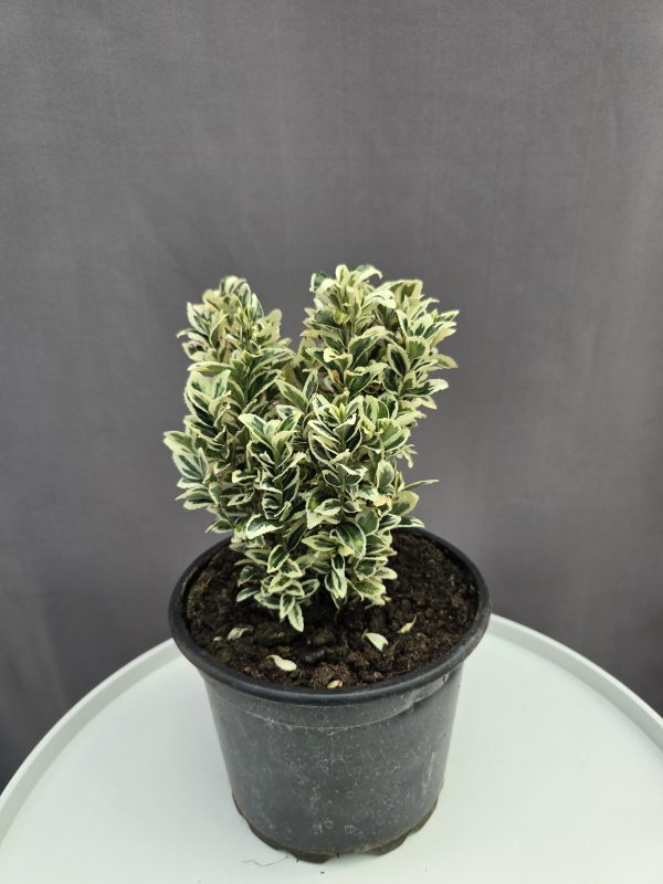 Euonymus japonicus ‘Microphyllus Albovariegatus’