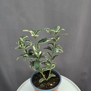 Euonymus japonicus ’Bravo’ - kecskerágó