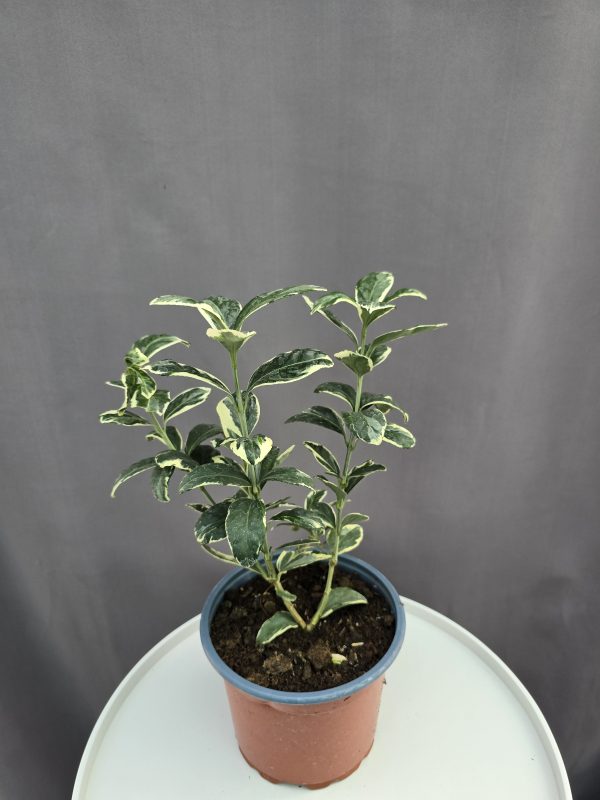 Euonymus japonicus ’Bravo’ - kecskerágó