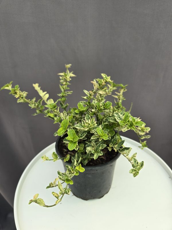 Euonymus fortunei `Golden Harlequin` – Sárga-zöld kúszó kecskerágó