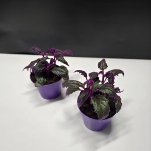 Gynura Aurantiaca - Kúszó lilacserje ↑15cm ⊘8cm