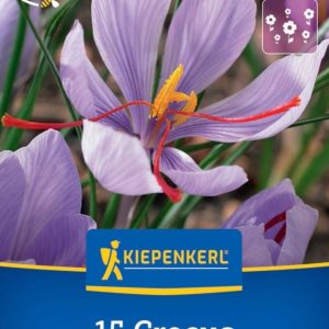 Crocus Sativus - 15 hagyma