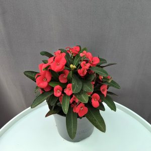 Euphorbia milli  'Vulcanus' ↑20cm ⊘7cm