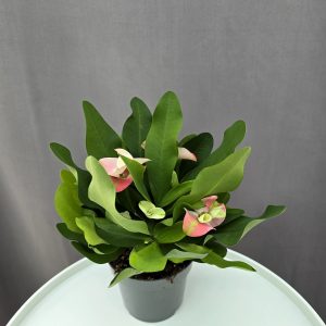 Euphorbia milli 'Charlotte' ↑25cm ⊘12cm