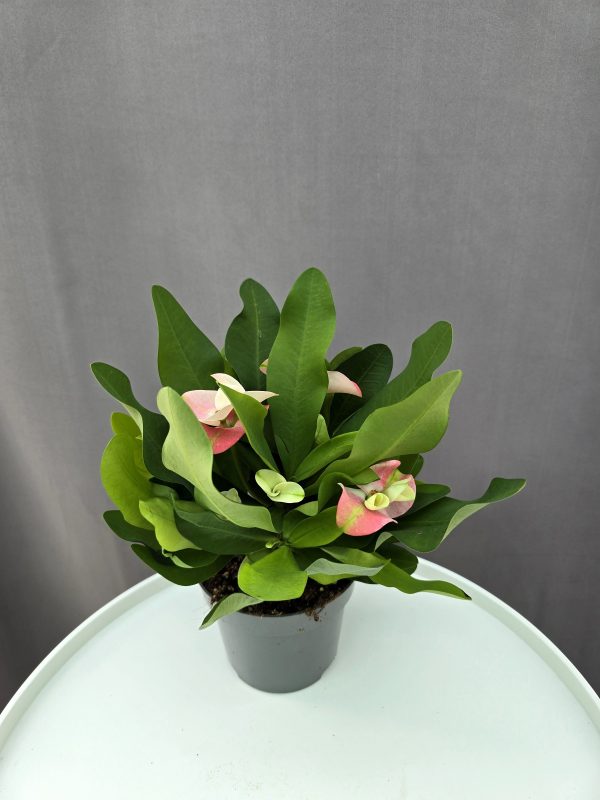 Euphorbia milli 'Charlotte' ↑25cm ⊘12cm