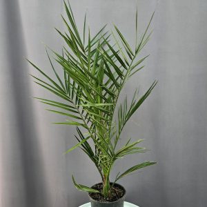 Phoenix Canariensis - Kanári datolyapálma ↑70cm ⊘15cm