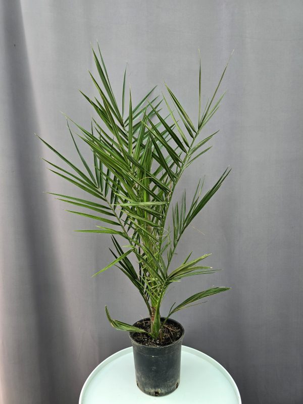 Phoenix Canariensis - Kanári datolyapálma ↑70cm ⊘15cm