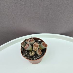 Lithops - Kavicsvirág Nr.B ↑5cm ⊘5cm