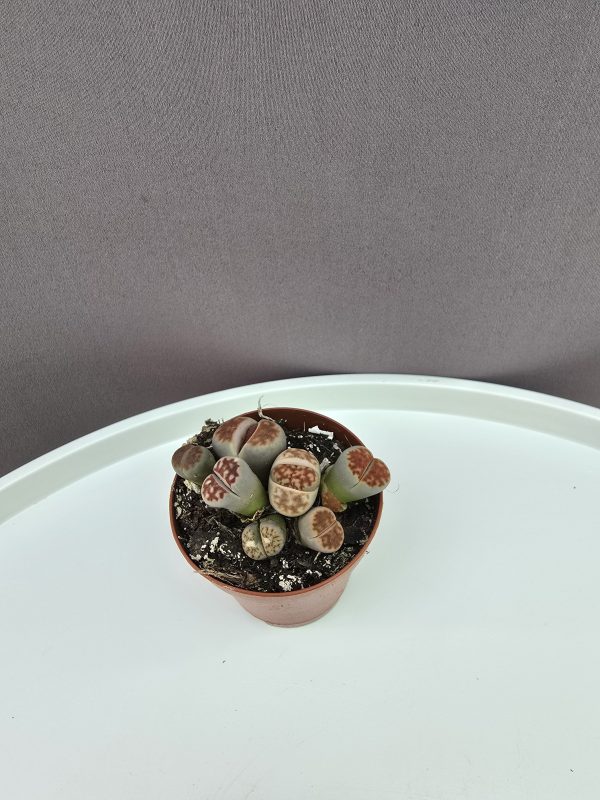 Lithops - Kavicsvirág Nr.B ↑5cm ⊘5cm