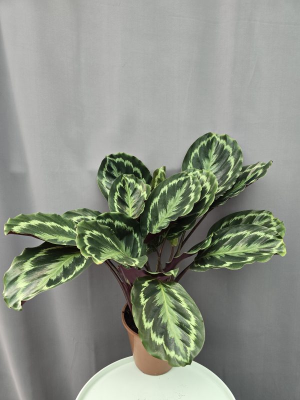Calathea Medalion ↑50cm ⊘15cm