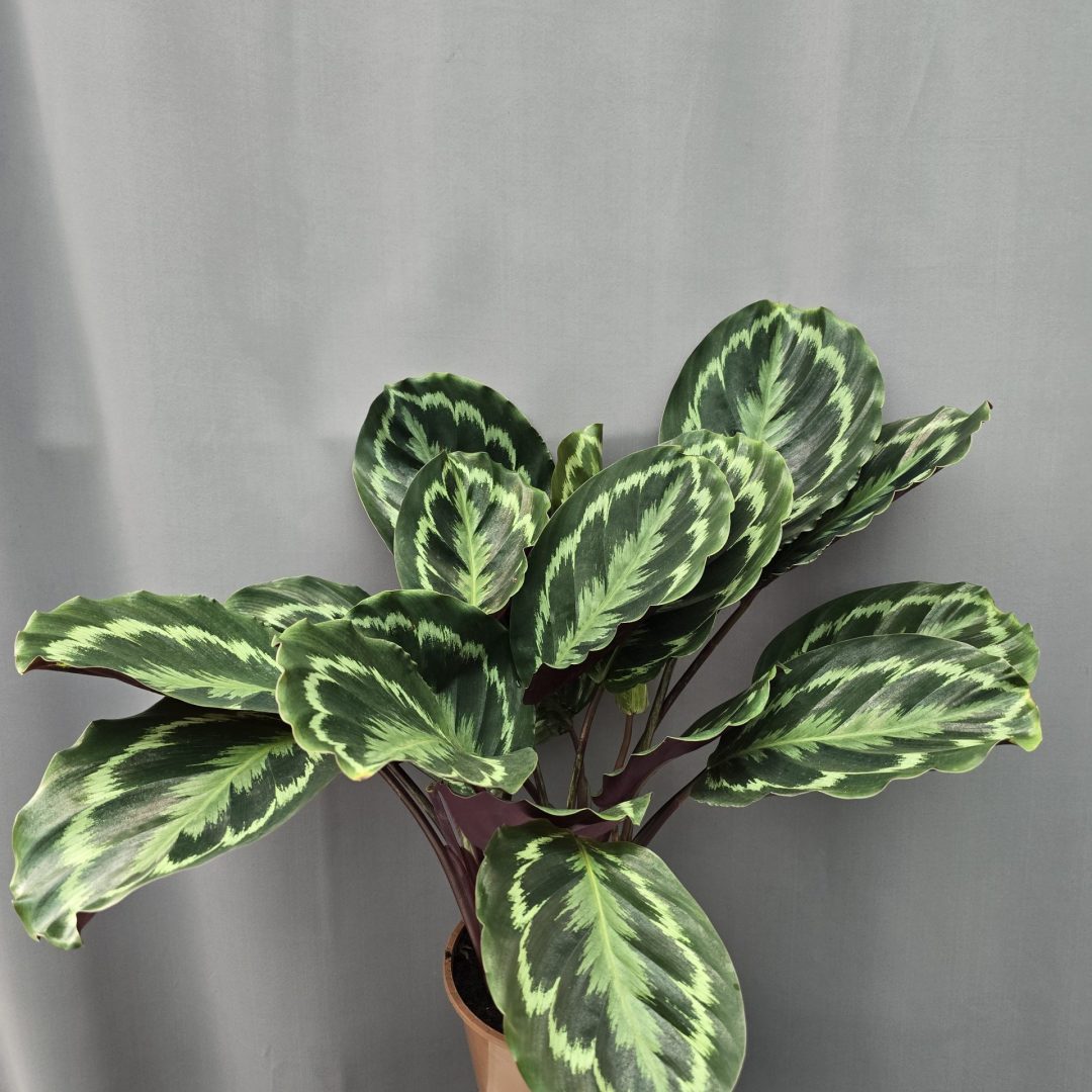 Calathea Medalion ↑50cm ⊘15cm