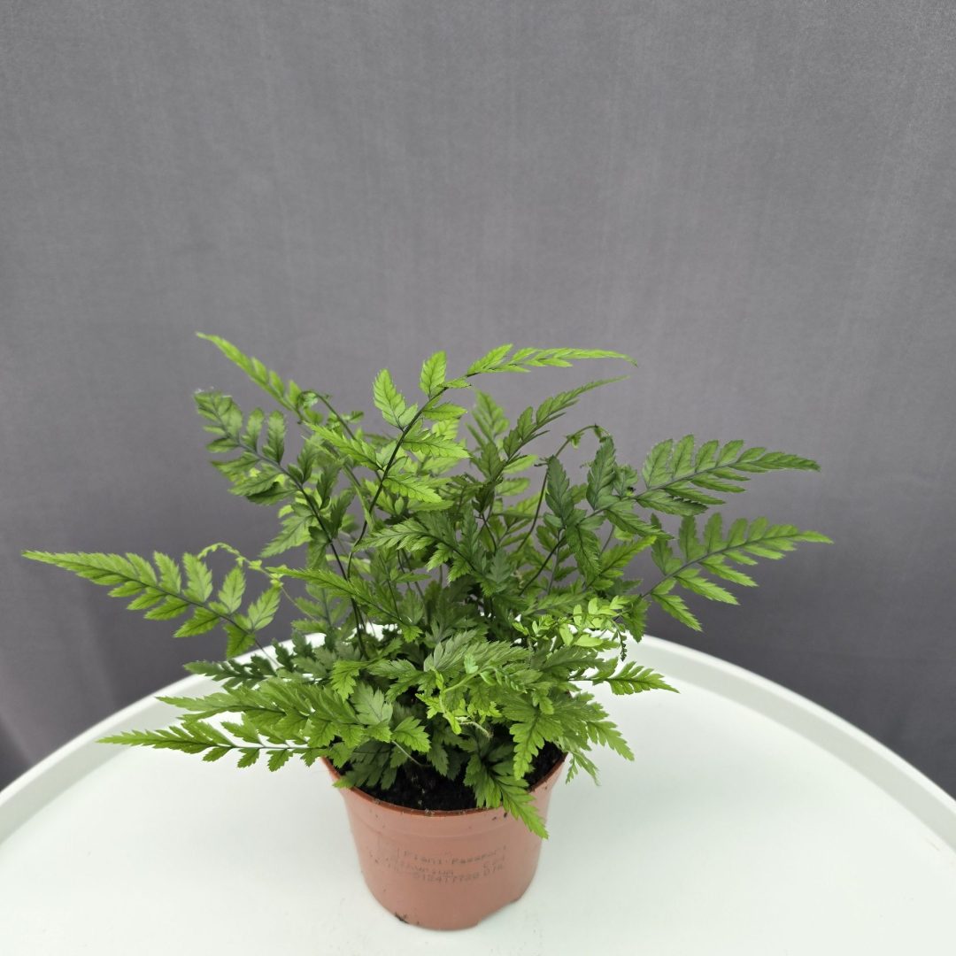 Szobapáfrány mini ↑20cm ⊘10cm