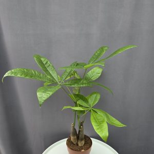 Pachira - Vadkakaó ↑35cm ⊘12cm