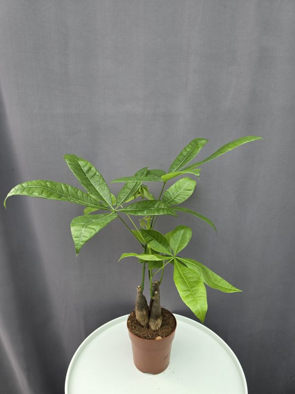 Pachira - Vadkakaó ↑35cm ⊘12cm