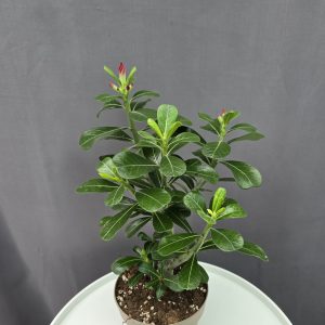 Adenium - Sivatagi rózsa