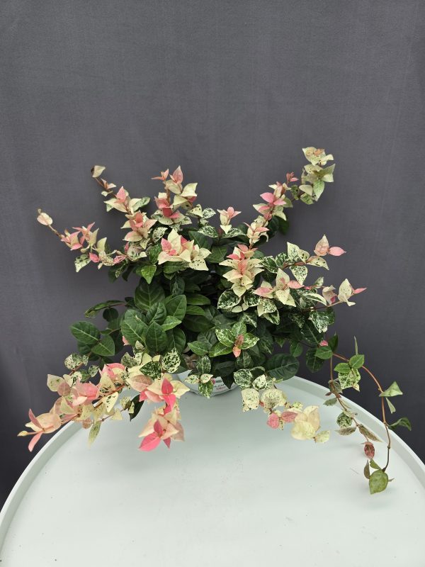 Trachelospermum Asiaticum Tricolor / Tarka levelű japán csillagjázmin ↑20cm ⊘14cm