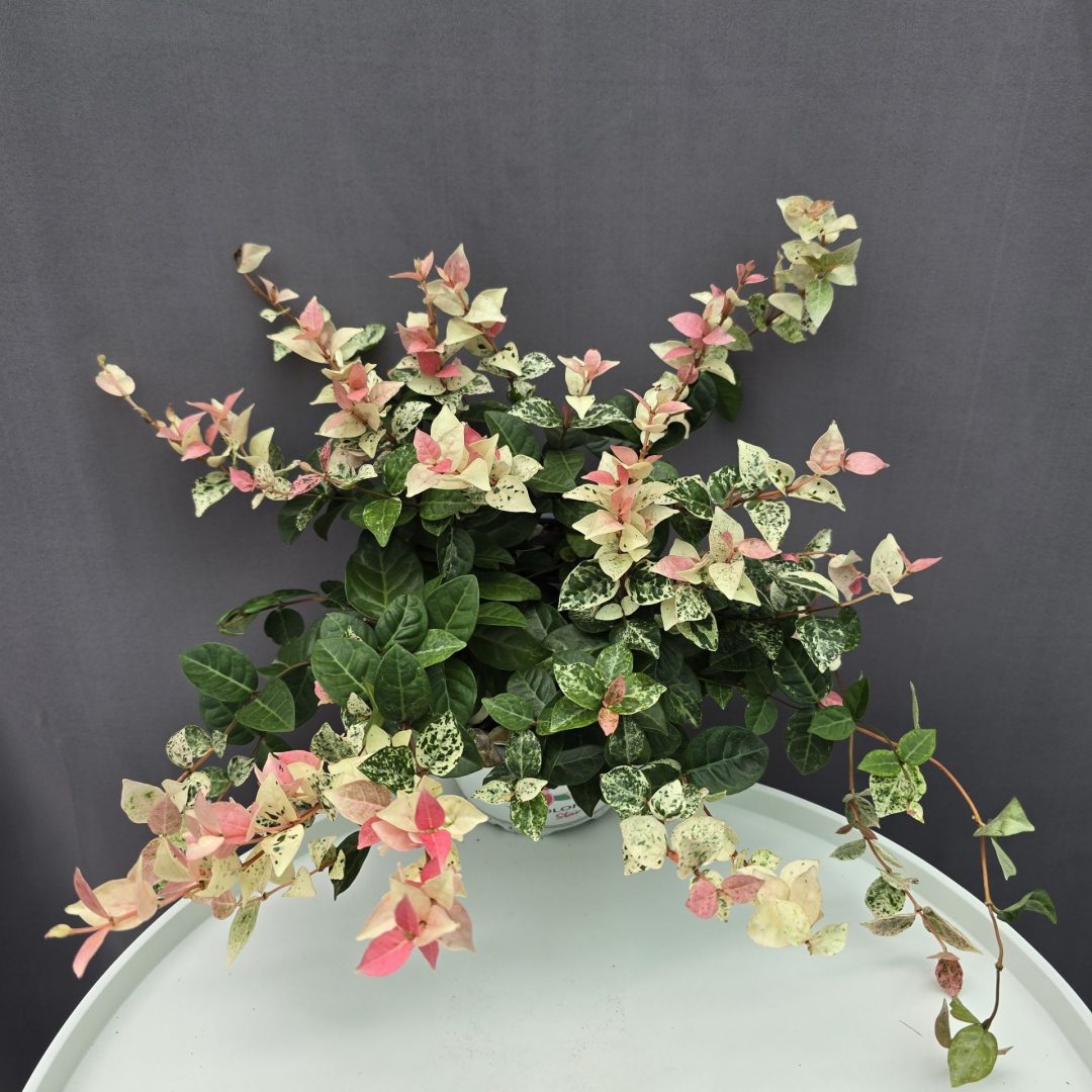 Trachelospermum Asiaticum Tricolor / Tarka levelű japán csillagjázmin ↑20cm ⊘14cm