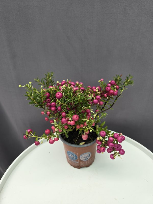 Gaultheria mucronata / Mirtuszhanga rózsaszín ↑25cm ⊘11cm