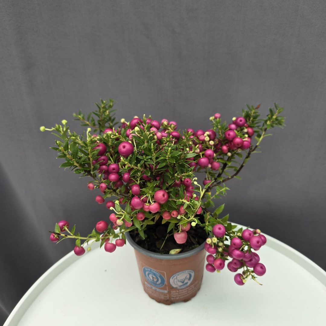 Gaultheria mucronata / Mirtuszhanga rózsaszín ↑25cm ⊘11cm