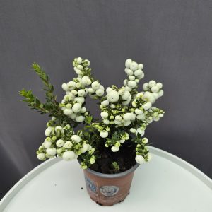 Gaultheria mucronata / Mirtuszhanga fehér ↑25cm ⊘11cm
