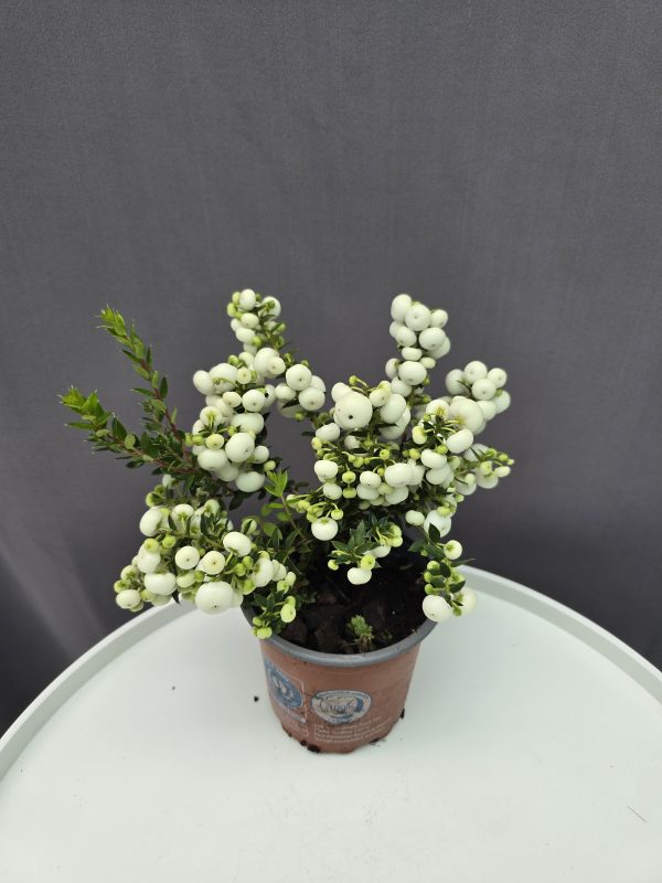 Gaultheria mucronata / Mirtuszhanga fehér ↑25cm ⊘11cm