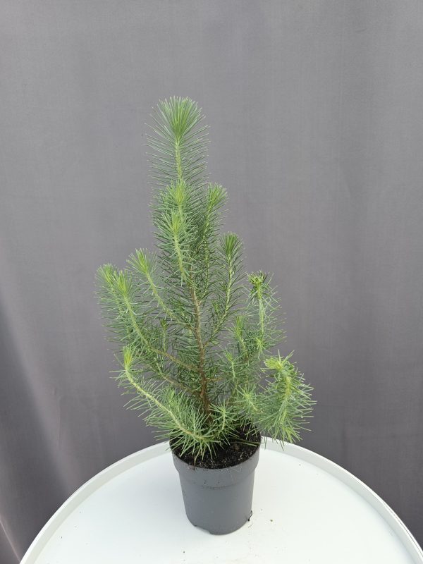 Pinus Pinea - Mandulafenyő ↑35cm ⊘10cm