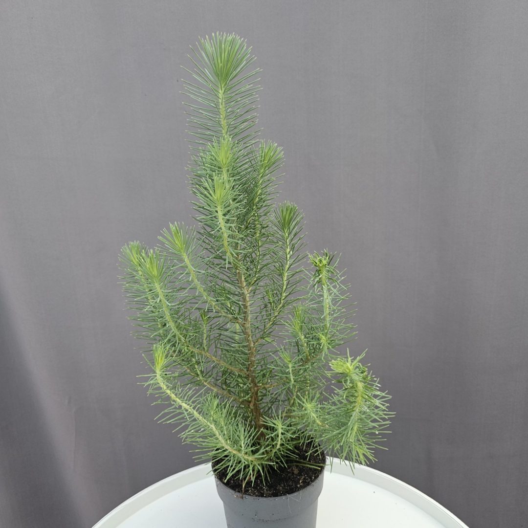 Pinus Pinea - Mandulafenyő ↑35cm ⊘10cm