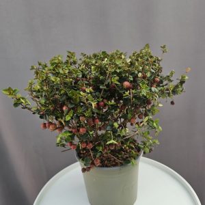 Ugni molinae – Chilei mirtuszfa ↑40cm ⊘17cm