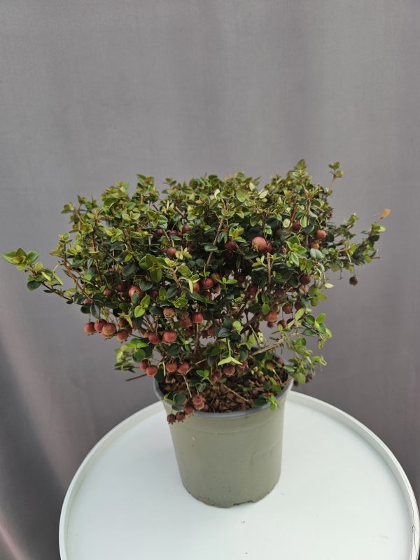 Ugni molinae – Chilei mirtuszfa ↑40cm ⊘17cm