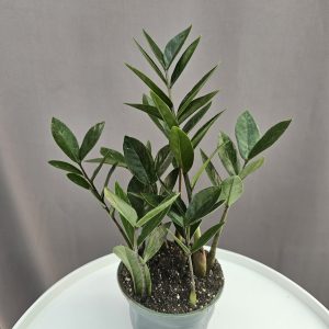 Zamioculcas - Agglegénypálma ↑35cm ⊘12cm