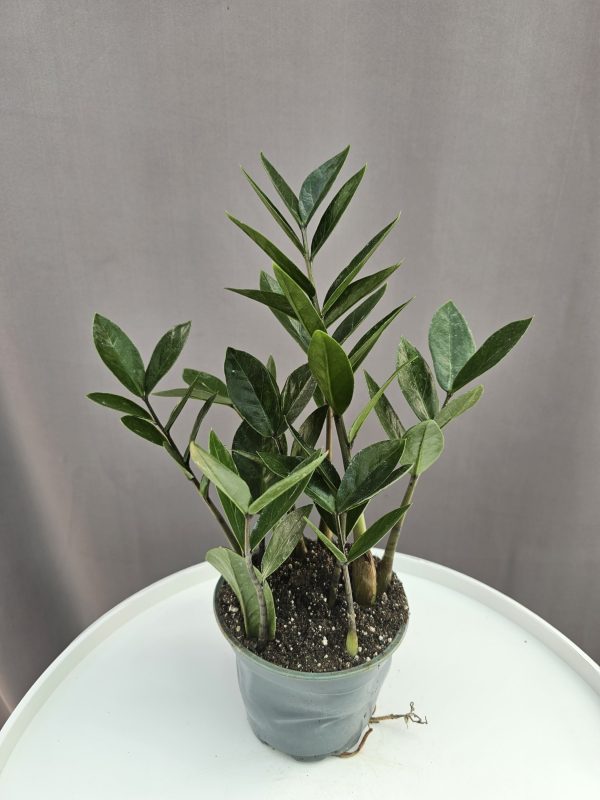 Zamioculcas - Agglegénypálma ↑35cm ⊘12cm