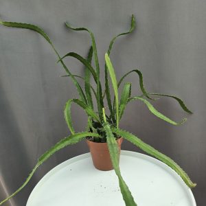 Epiphyllum anguliger RED TIP ↑40cm ⊘12cm