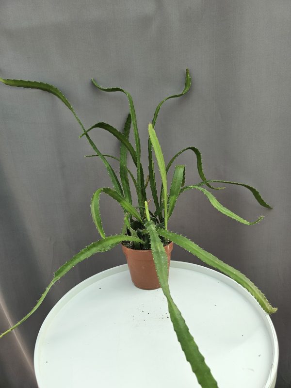 Epiphyllum anguliger RED TIP ↑40cm ⊘12cm