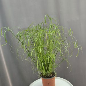 Vízipálma - Cyperus alternifolius ↑60cm ⊘14cm