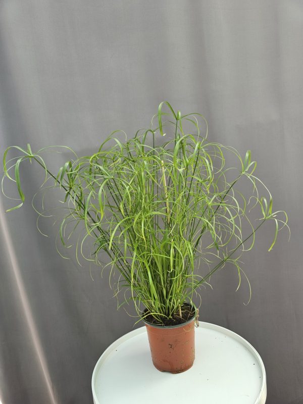 Vízipálma - Cyperus alternifolius ↑60cm ⊘14cm