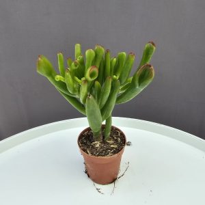 Crassula ovata 'Gollum' - Shrekfül ↑10cm ⊘5cm