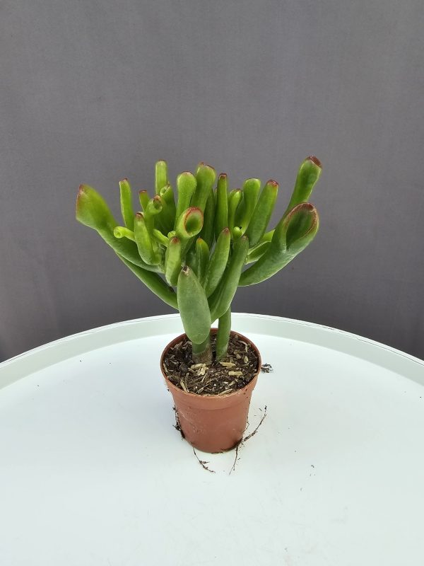 Crassula ovata 'Gollum' - Shrekfül ↑10cm ⊘5cm