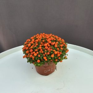 Nertera - Narancssárga korallbogyó ↑5cm ⊘10cm