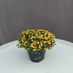 Nertera - Citromsárga korallbogyó ↑5cm ⊘10cm