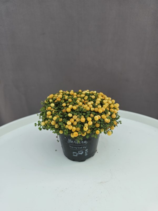 Nertera - Citromsárga korallbogyó ↑5cm ⊘10cm