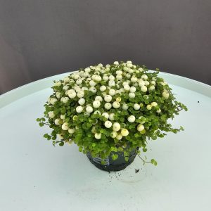 Nertera - Fehér korallbogyó ↑5cm ⊘10cm