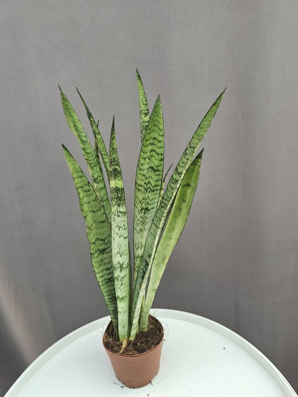 Sansevieria trifasciata 'Silver Princess' ↑45cm ⊘12cm