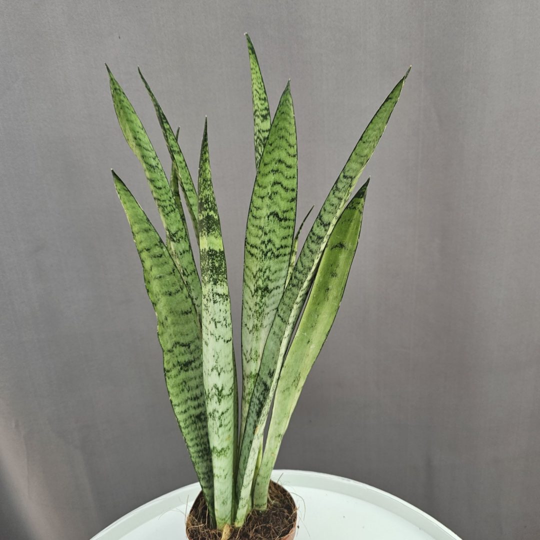 Sansevieria trifasciata 'Silver Princess' ↑45cm ⊘12cm