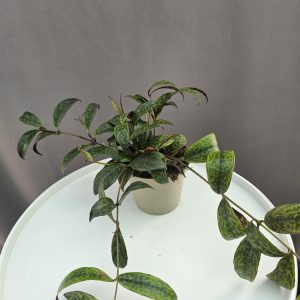 Aeschynanthus Marmoratus - Rúzsvirág ↑30cm ⊘12cm