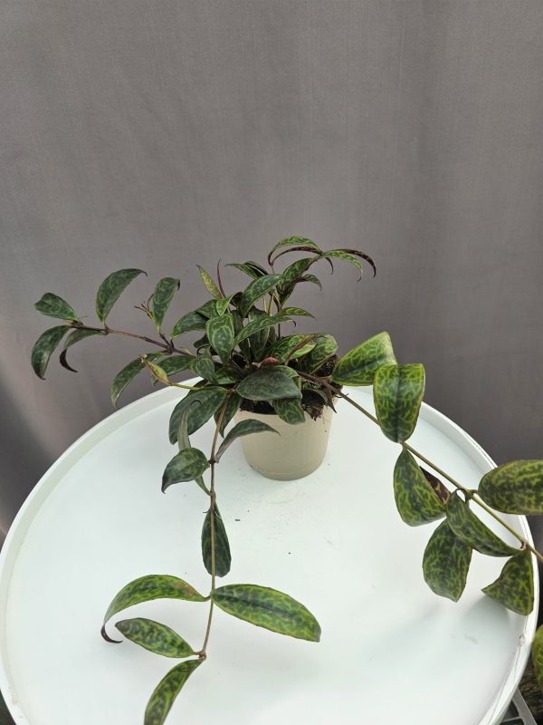 Aeschynanthus Marmoratus - Rúzsvirág ↑30cm ⊘12cm