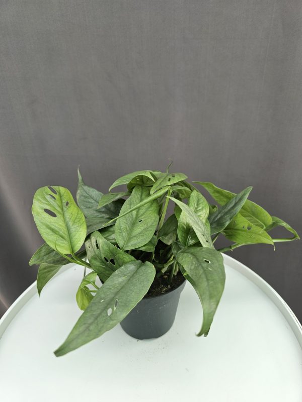 Epipremnum Pinnatum 'Cebu Blue' ↑25cm ⊘12cm