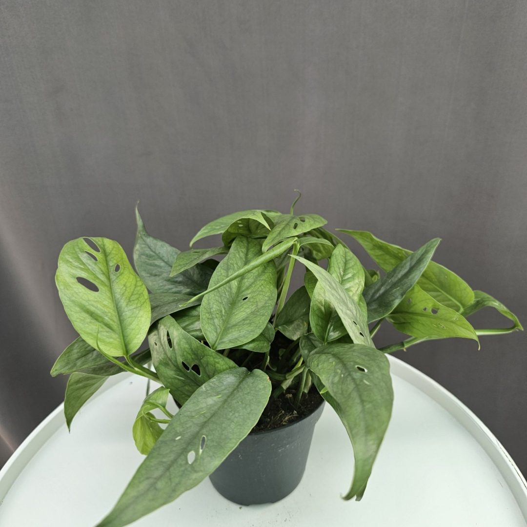 Epipremnum Pinnatum 'Cebu Blue' ↑25cm ⊘12cm