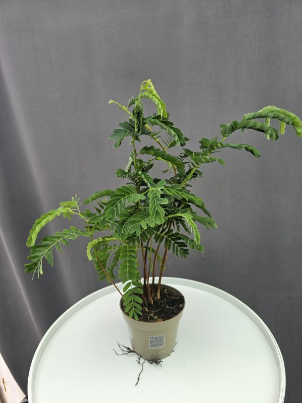 Tamarind facsemete - Tamarindus indica ↑35cm ⊘11cm
