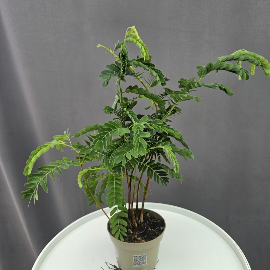 Tamarind facsemete - Tamarindus indica ↑35cm ⊘11cm